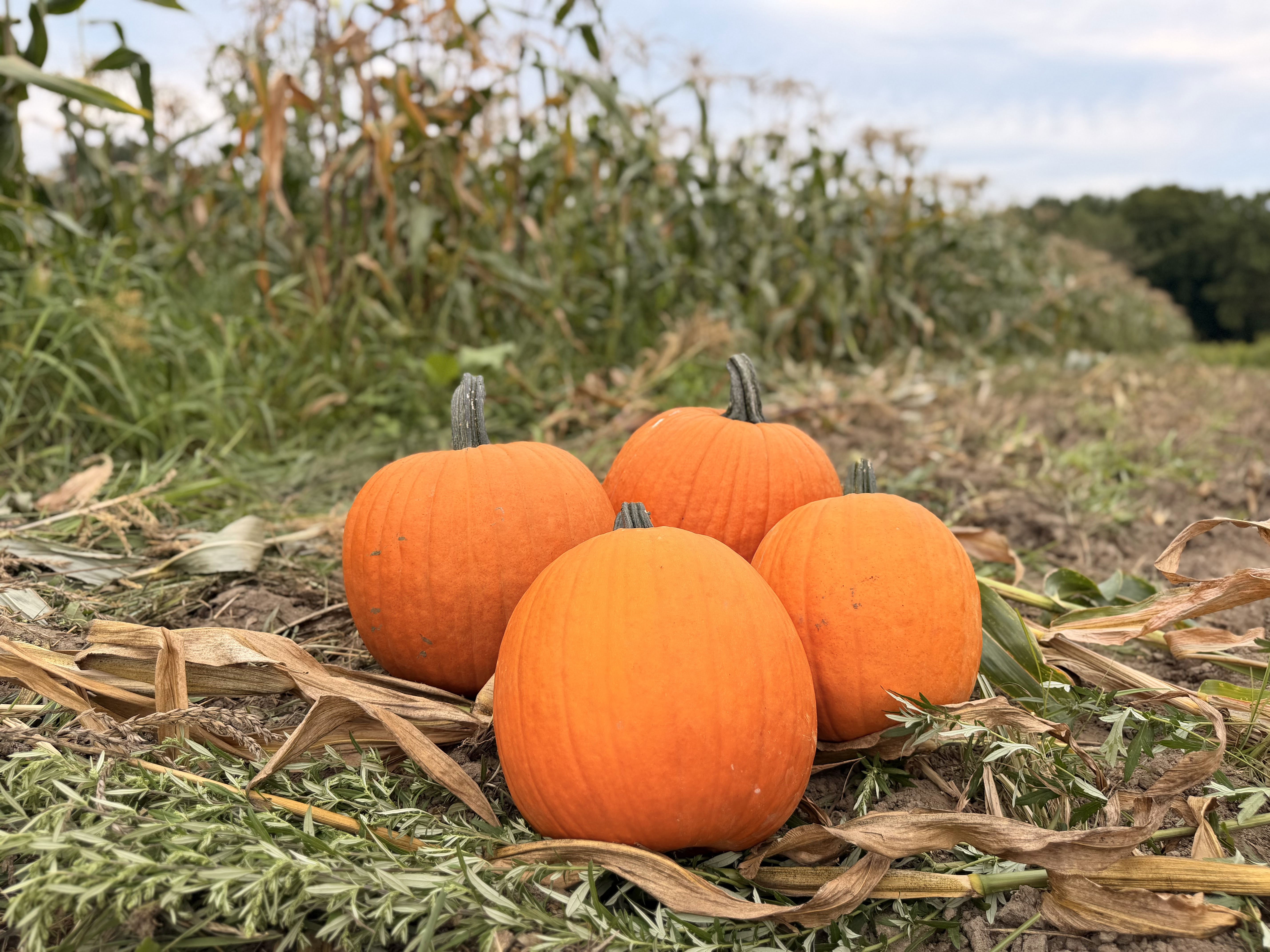 Four orange pumpkins resting in a corn field at harvest time.